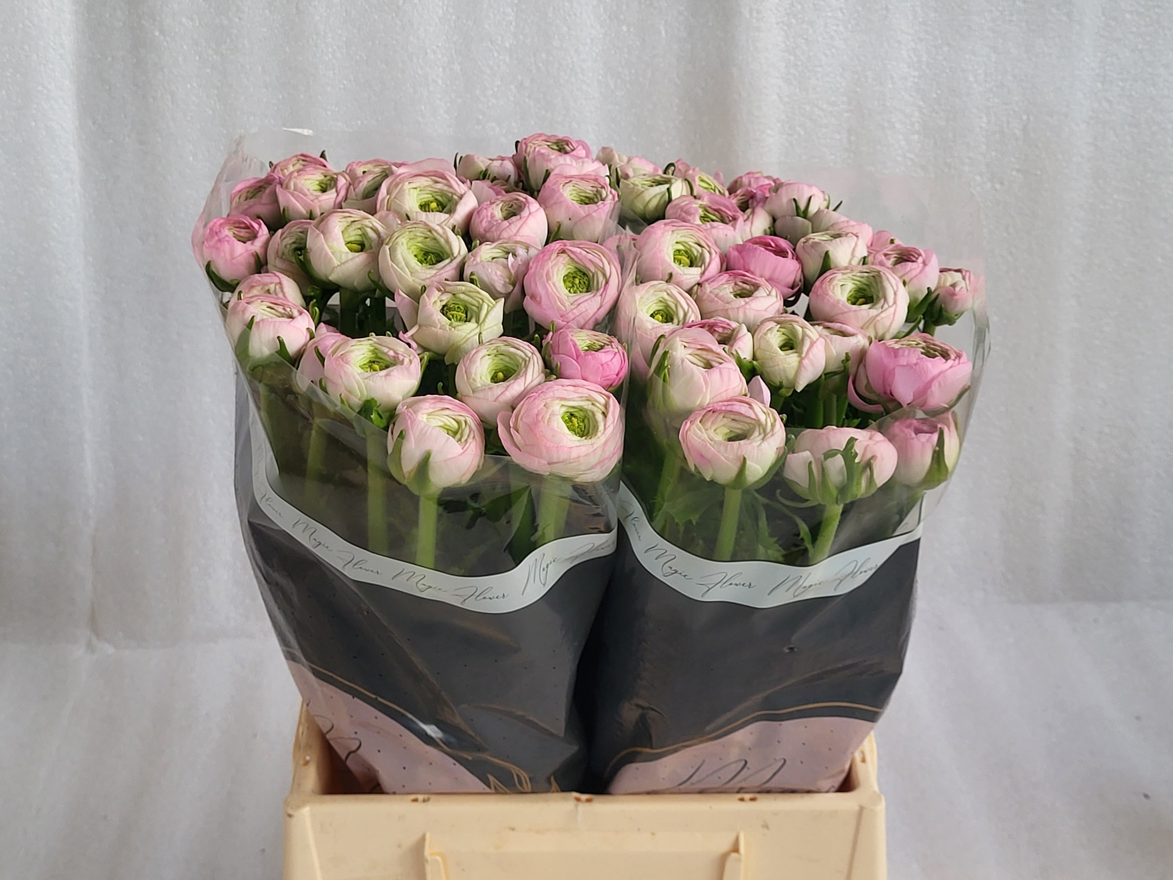 Ранункулус Саксесс Конфетто 45, шт.