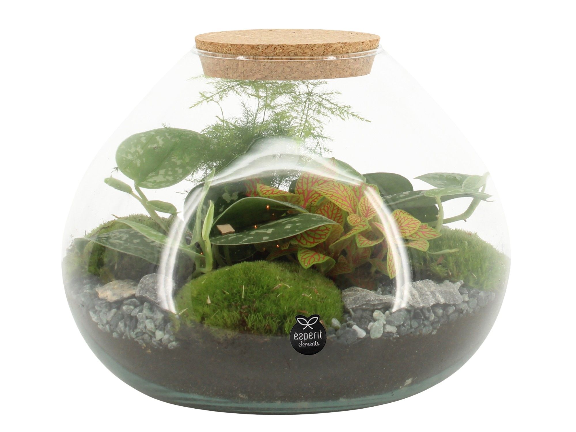 90515: Terrarium arrangement, D 25