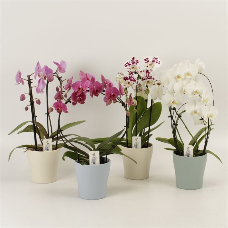 Phalaenopsis overig Shapes mix in zomer keramiek, D 12 cm