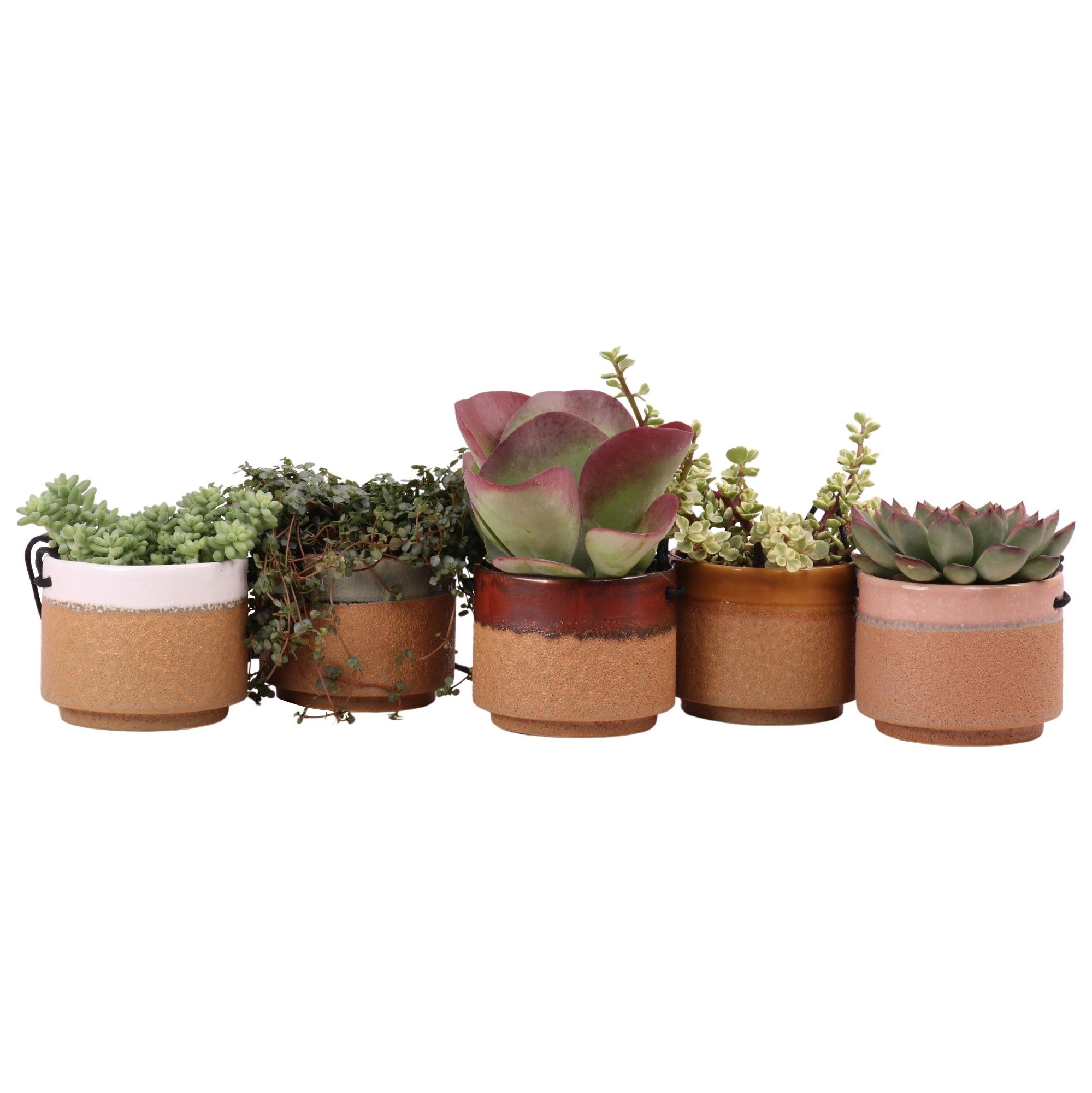 Succulent mix 10,5 cm in Kota Cina hangpot, D 12