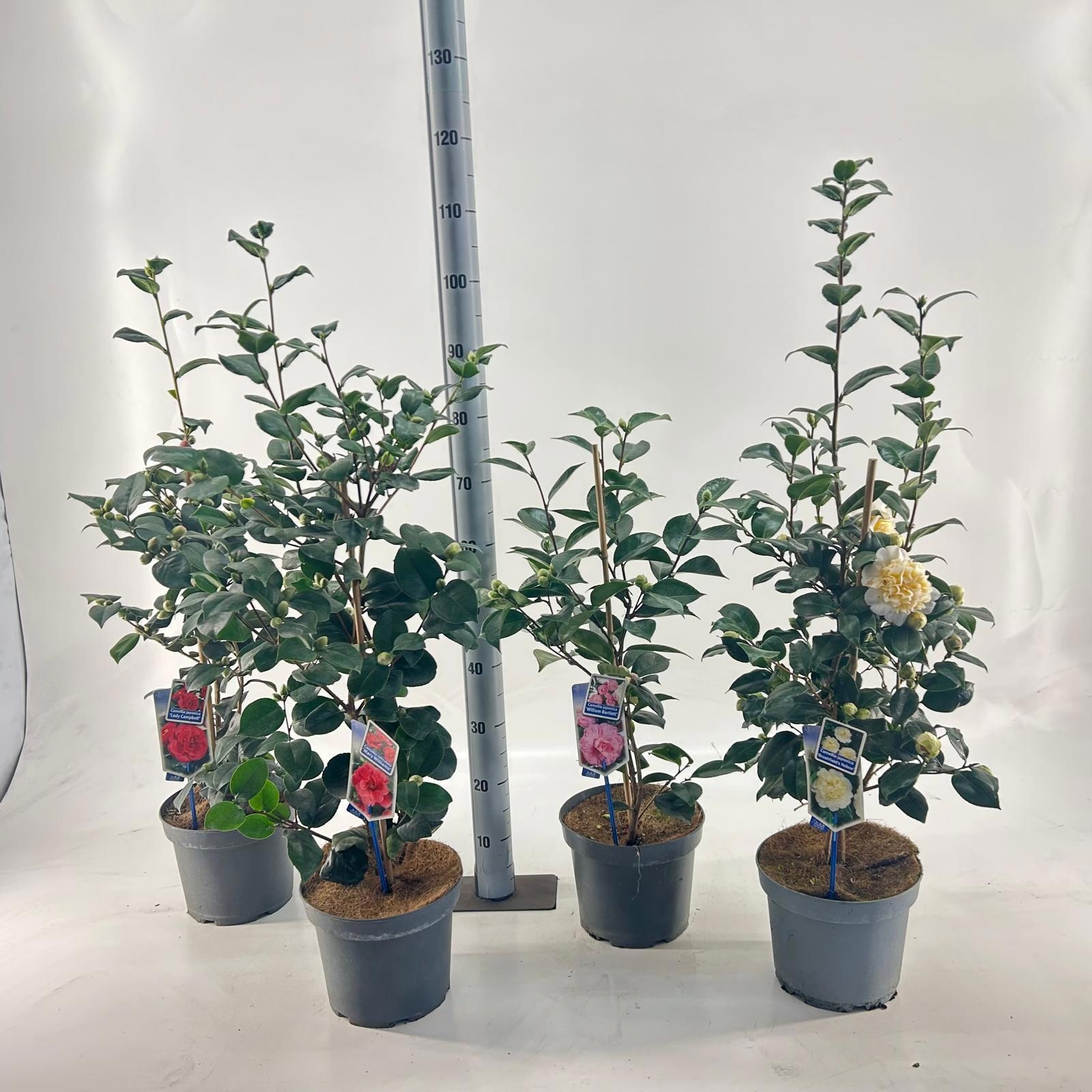 Camellia mix (minimum order one layer), D 23