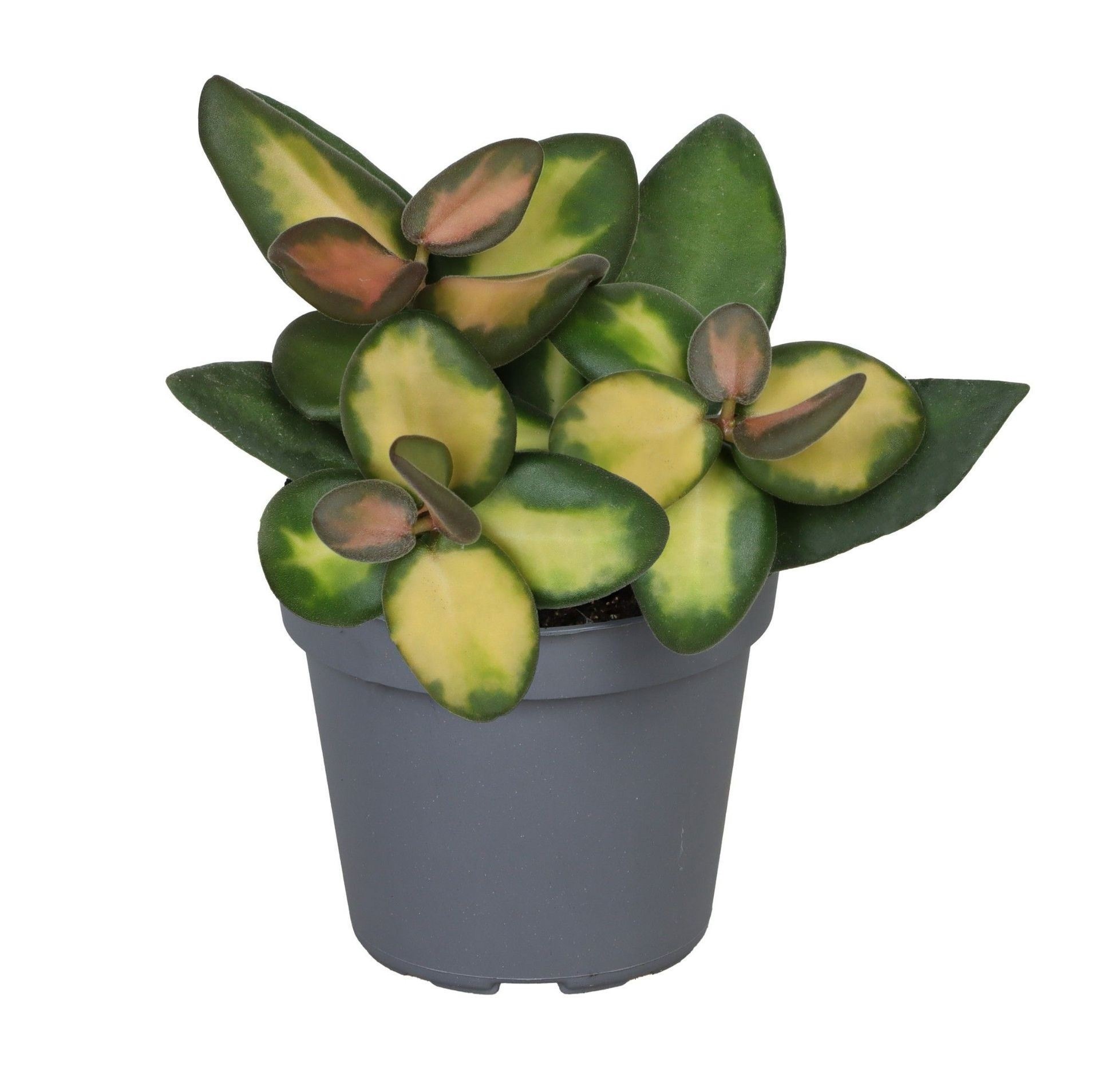 Hoya Burtoniae Variegated 6 cm, D 6