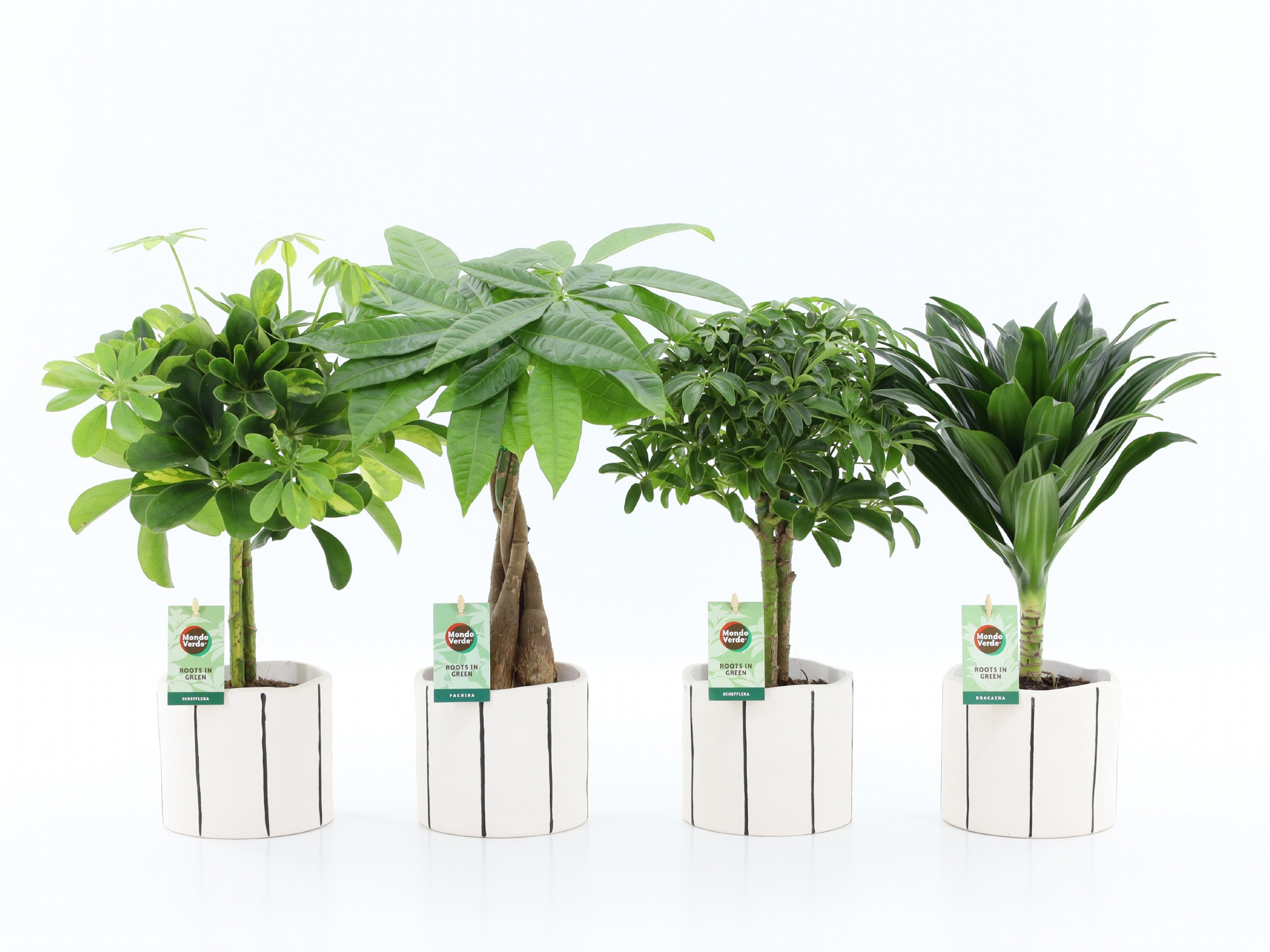 Stammenmix in Banksy keramiek, D 13