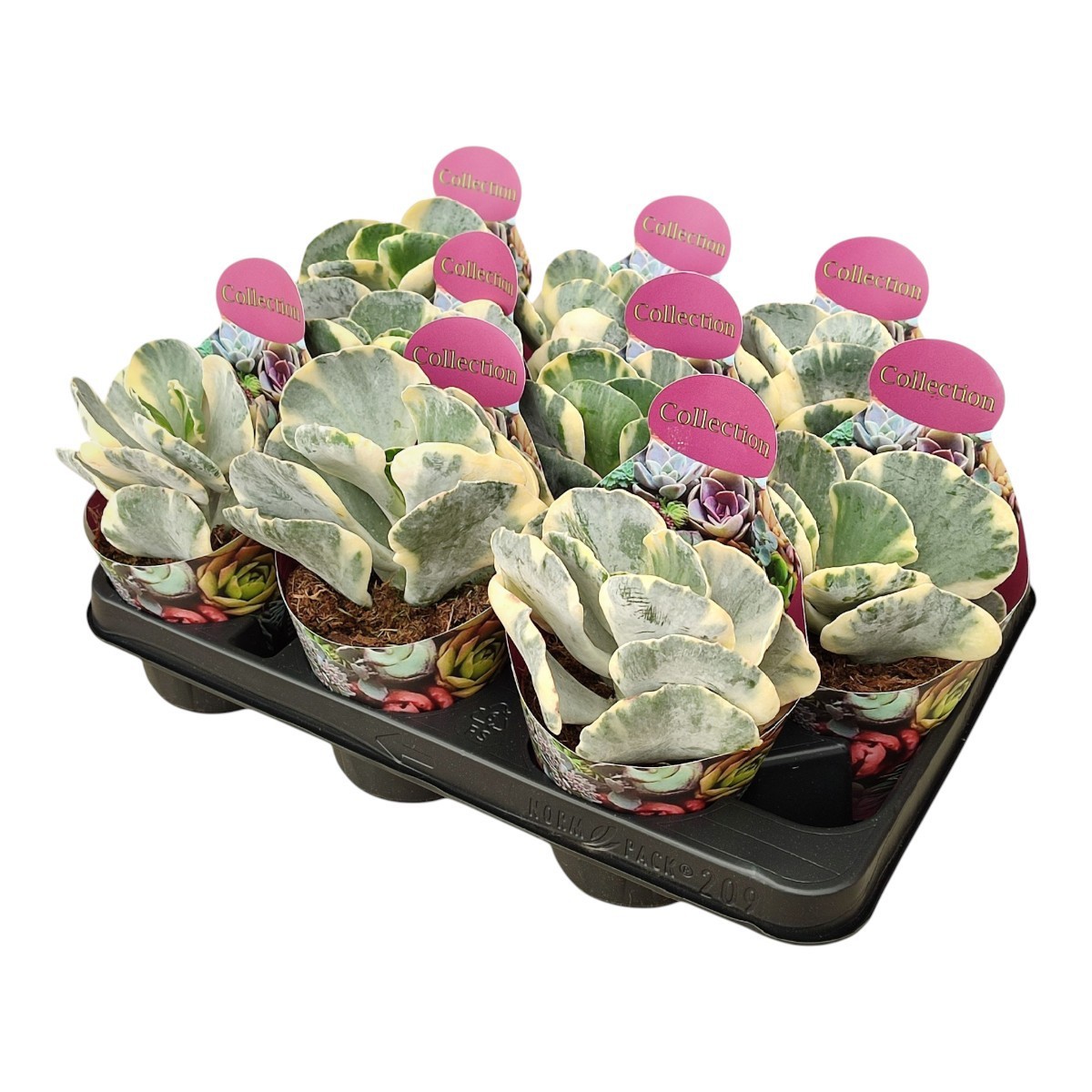 COTYLEDON ORBICULATA UNDULATUM VARIEGATO - POT Ø 10,5 - COLLECTION WITH POTCOVER (SUCCULENTEN), D 10,5