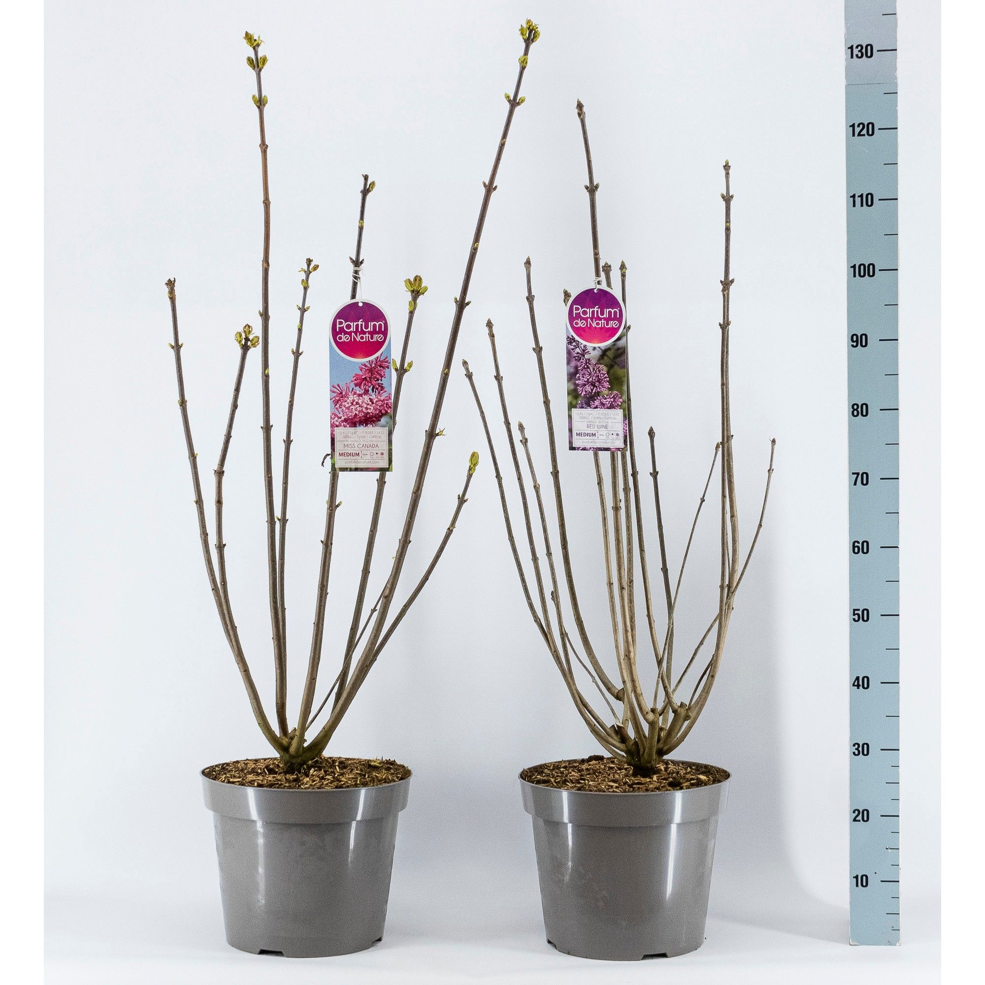 Syringa Villosae, 3-jarig, C15 Solitair mix, D 32