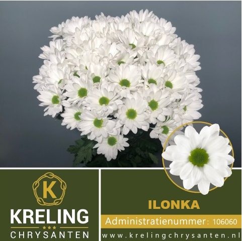 Хризантема куст. Илонка 60 (бел.), шт.