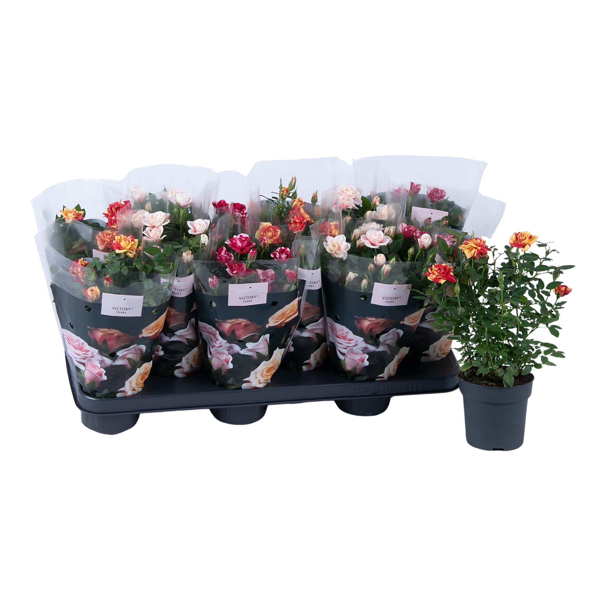 Nolina Special Roses Ø 10,5 cm. Mix stage 2-3, D 10,5