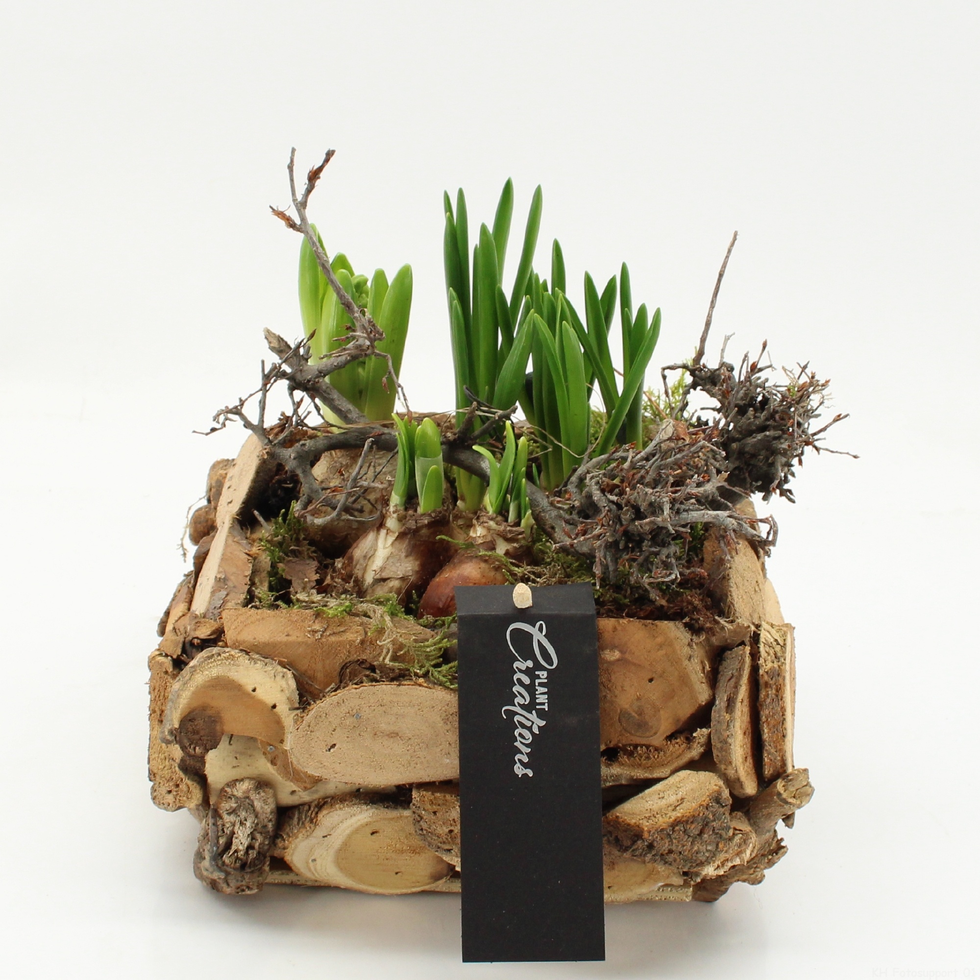 PROMO-2601 Bulbs, D 20