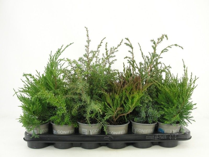 Juniperus overig, D 9 cm Juniperus overig, D 9 cm