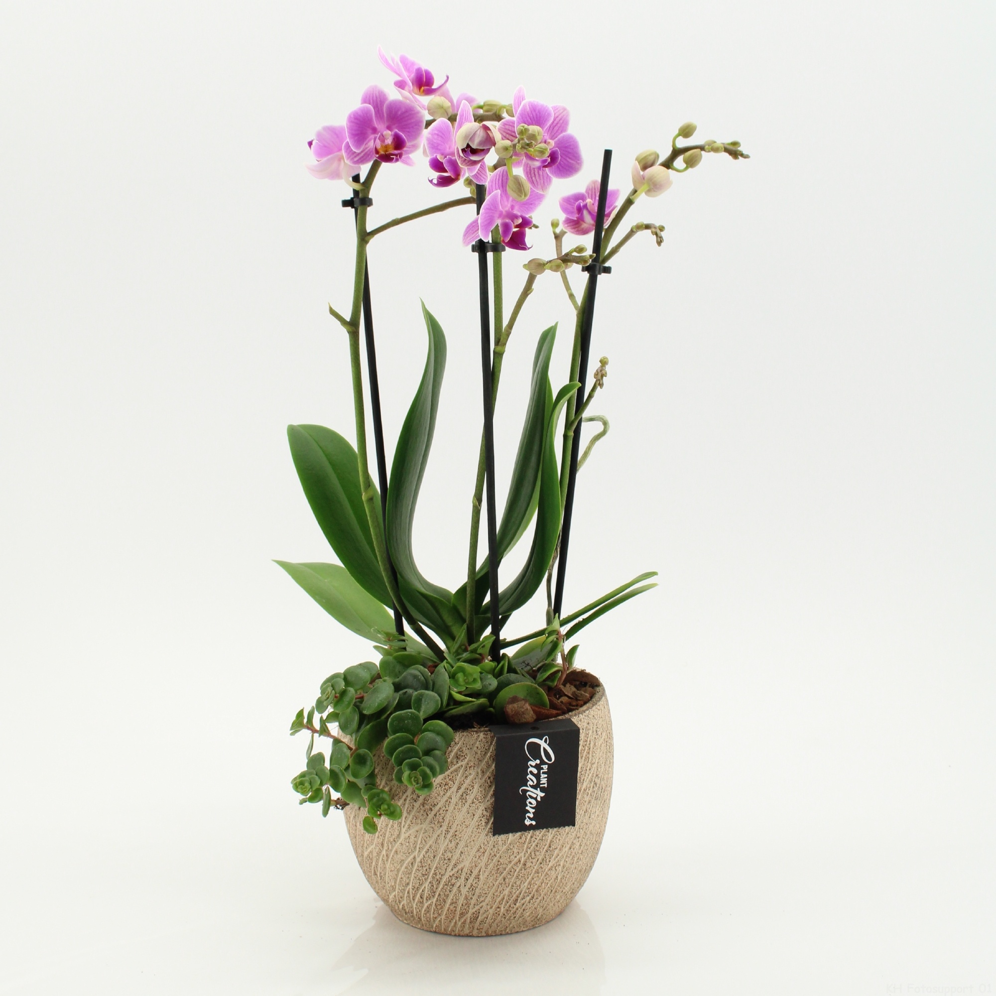 PHAL-2607RZ Phalaenopsis creatie, D 14