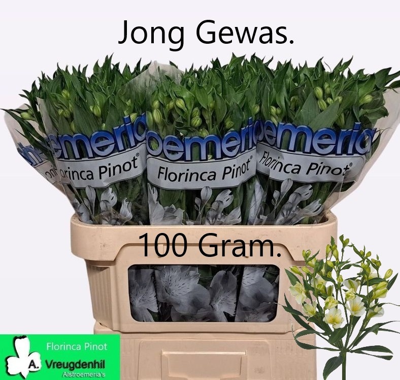 Альстромерия Пино, шт.