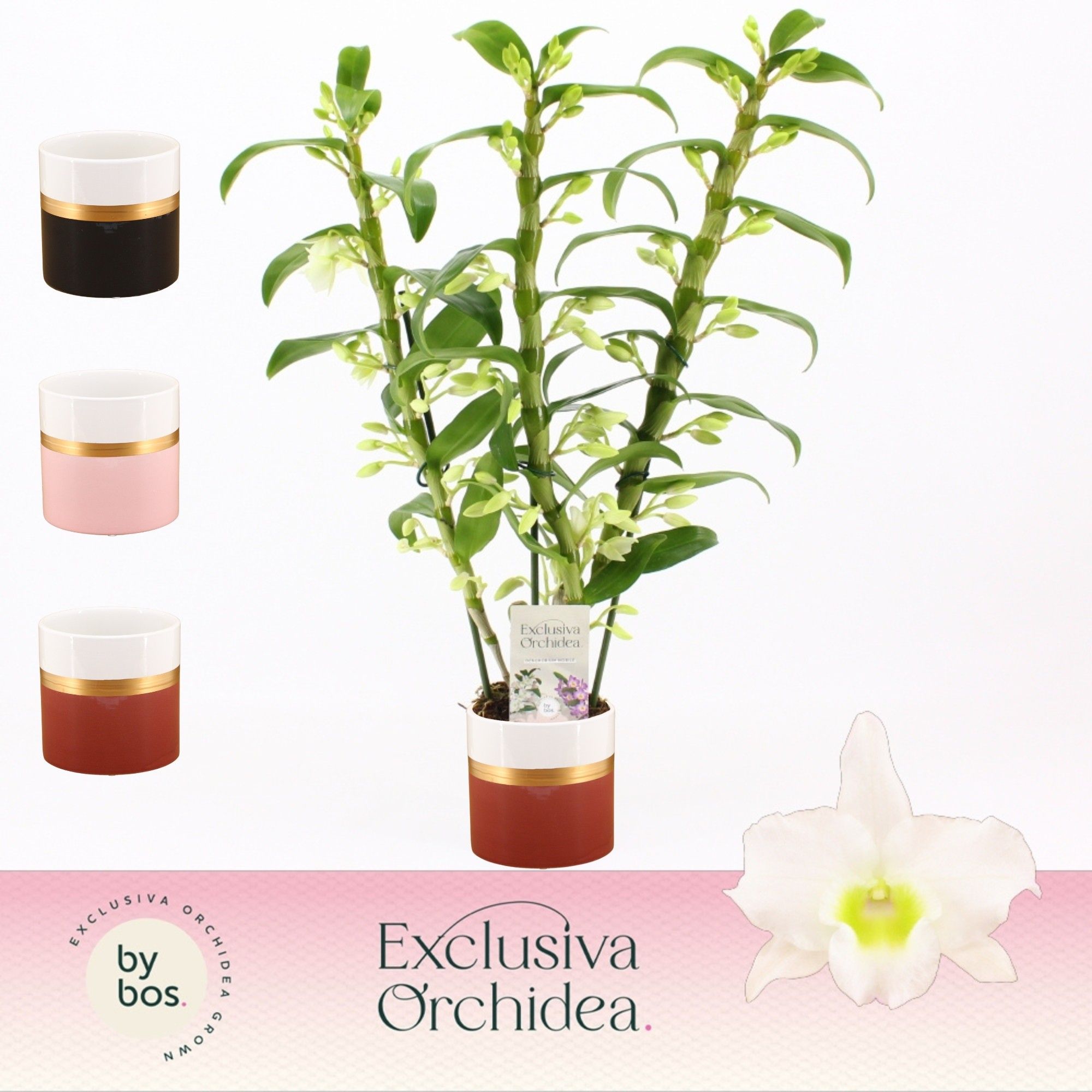 Dendrobium Nobilé, Apollon 3-spike in Dolomite Horizon 'Exclusiva Orchidea', D 12