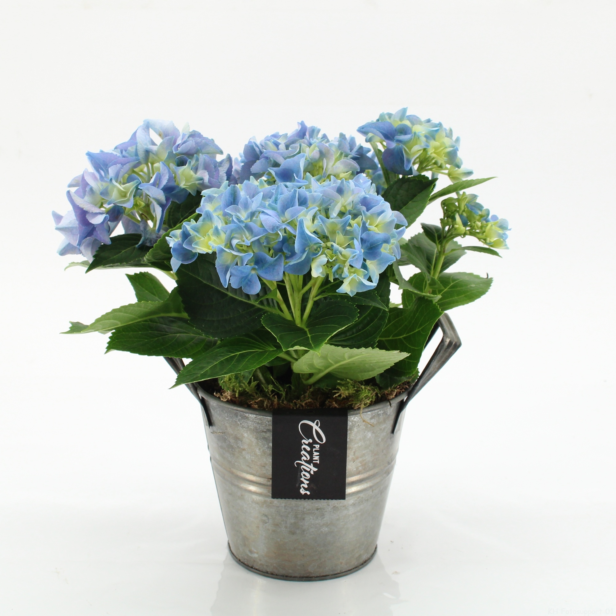 KHCR-2613B Hydrangea creations, D 14