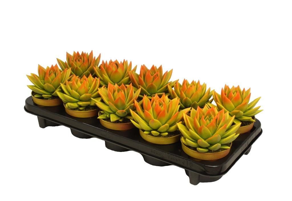 Miranda bicoloured yellow/orange, D 10,5 cm