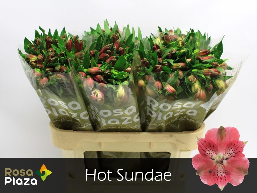 Альстромерия Хот Санде, шт.