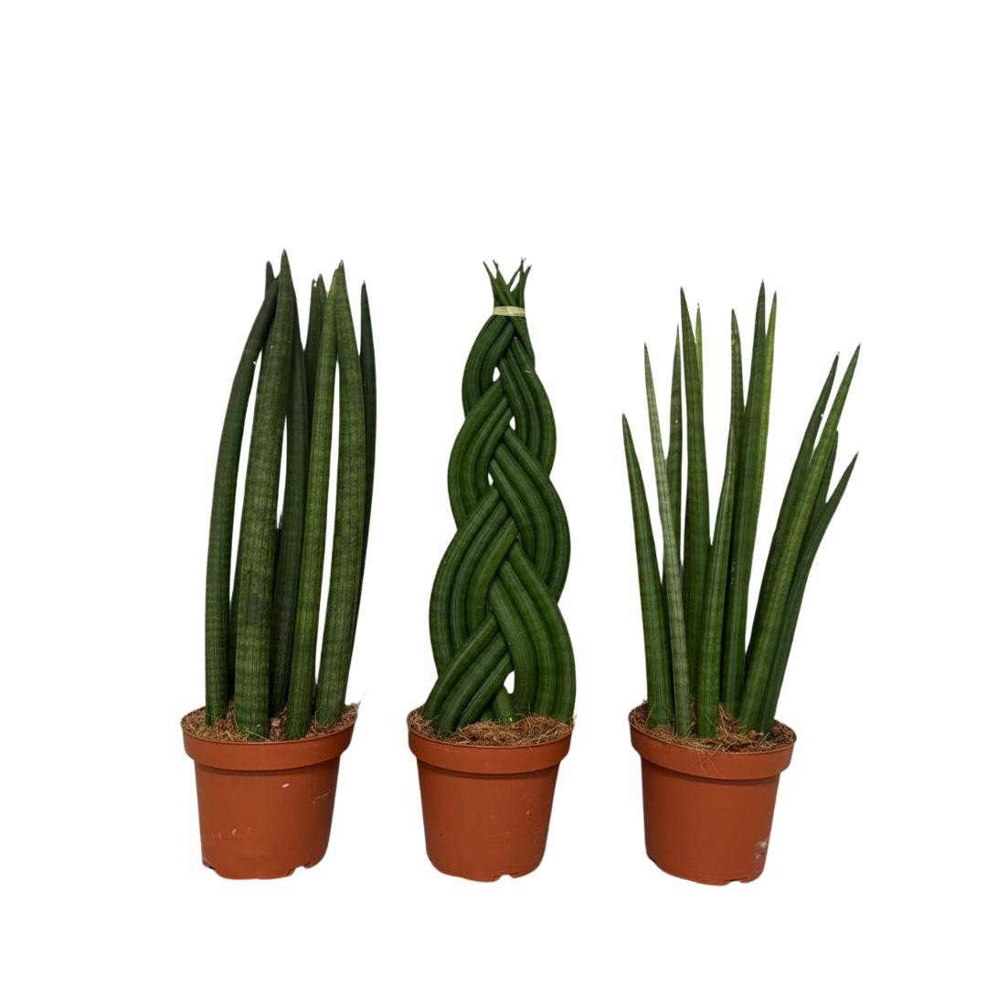 Sansevieira Cylindrica mix 3 soorten, D 14