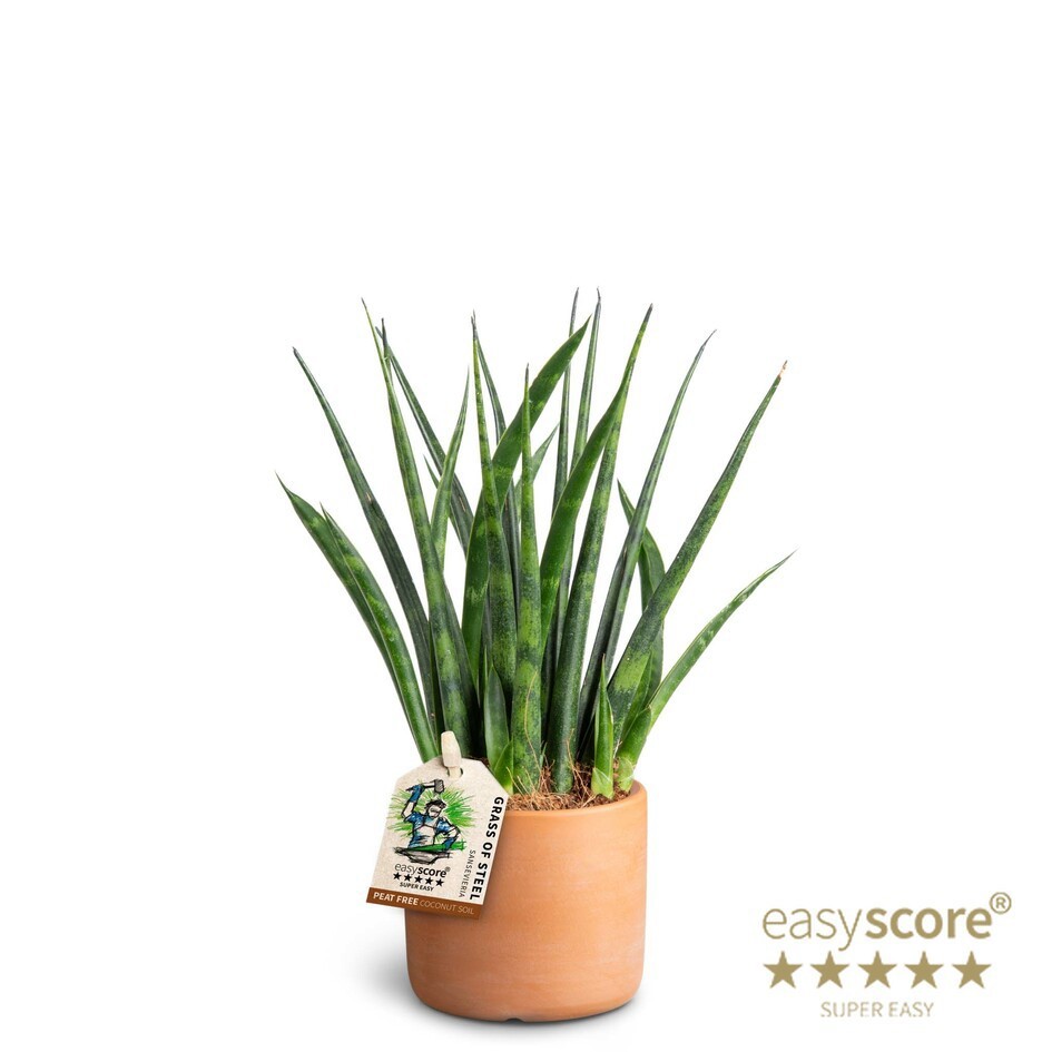 Raw Terracotta, Sansevieria ´Fernwood´, D 7
