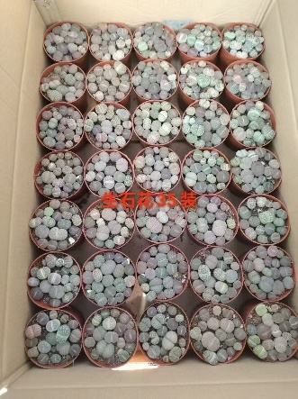 Сансевиерия 110 Конофйтум 11 10