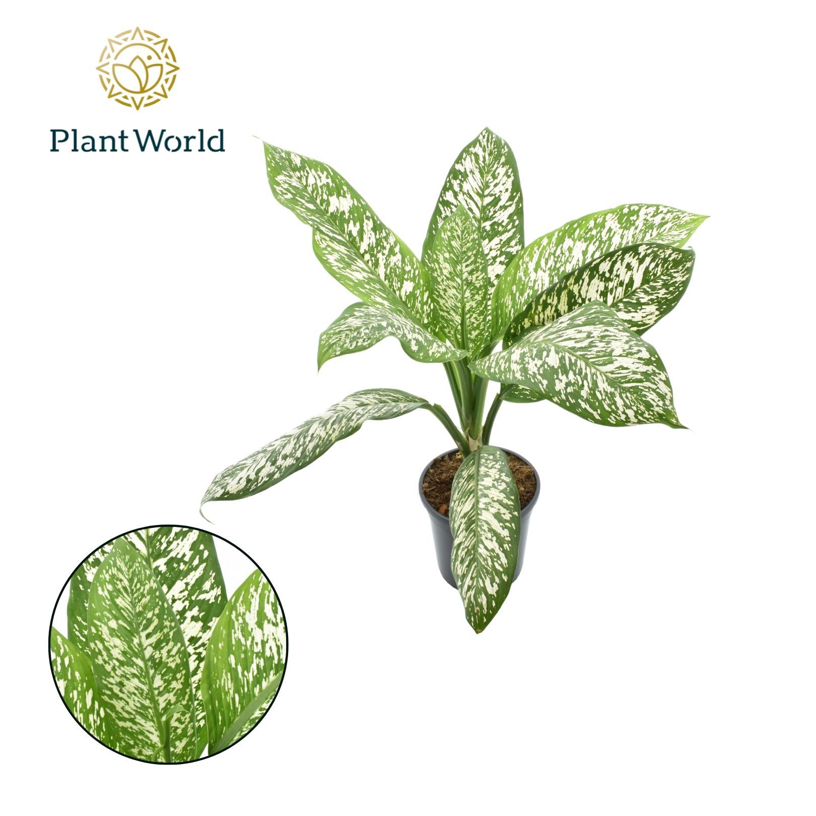 Dieffenbachia 'White Etna', D 21 cm