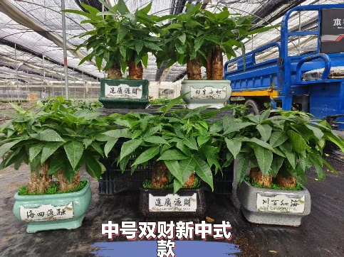 Пахира Медиум Керамик Дабл Форчун Нью Чинесе Стйле Фаукс Грасс Модел 21 40