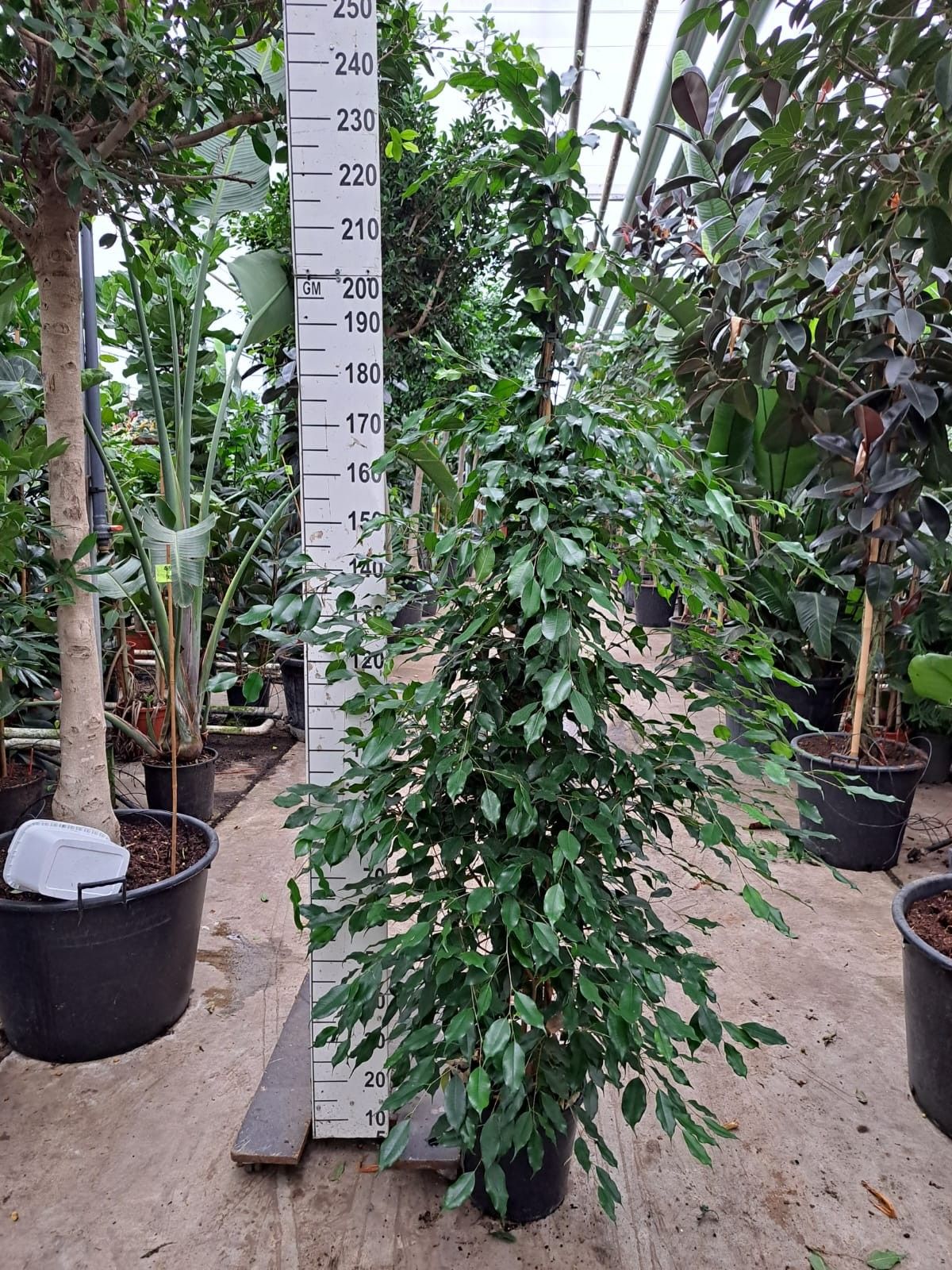 Ficus exotica piramide 240, D 30