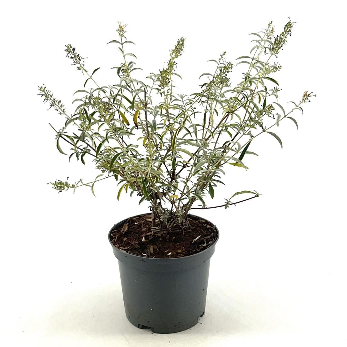 Buddleja d. 'Nanho White', D 19 cm