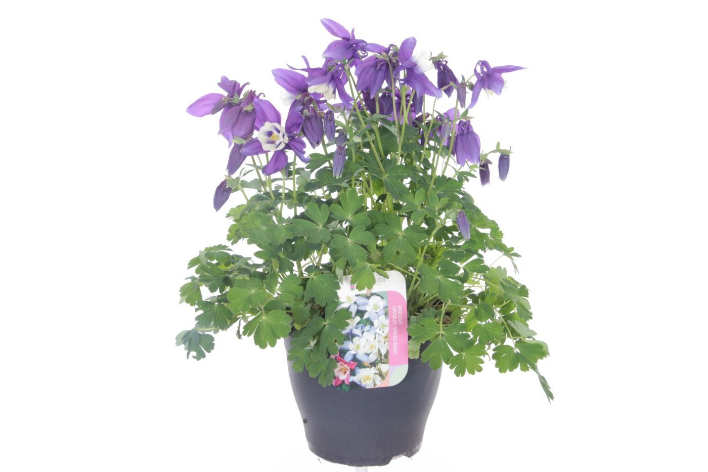Aquilegia caer.Spring Magic Navy-Wh, D 23