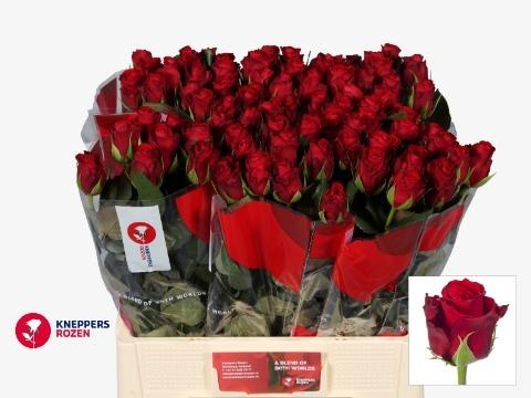 Роза од. Рэд Риббон 60, шт. Роза од. Рэд Риббон 60, шт.