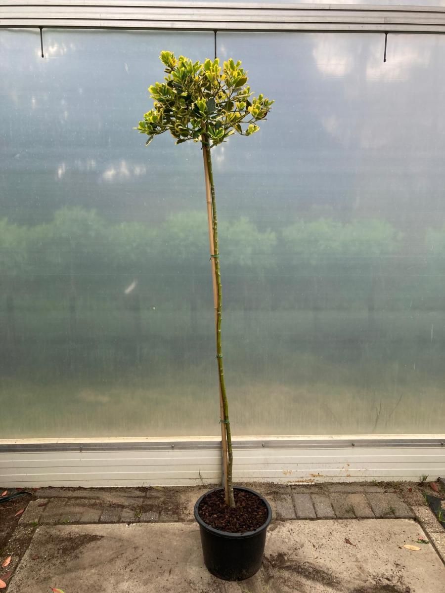 Ilex altacl. 'Golden King', bol, D 36