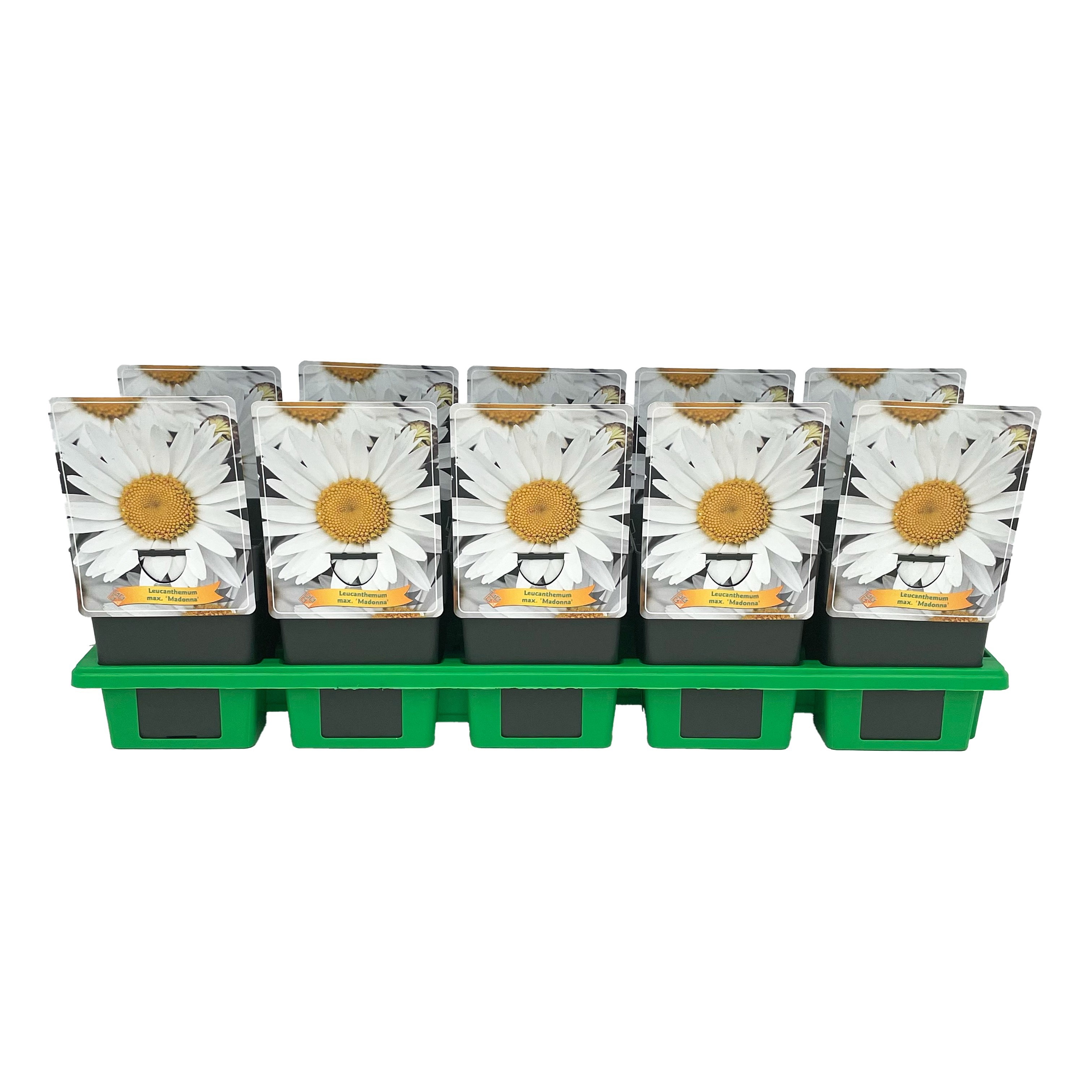 Leucanthemum max. 'Madonna' P11, D 11
