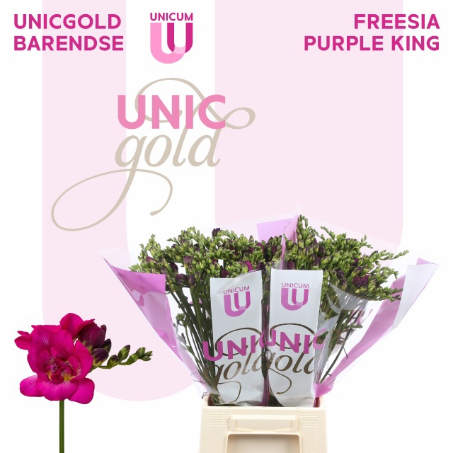 Фрезия дв. Перпл Кинг 50, шт.