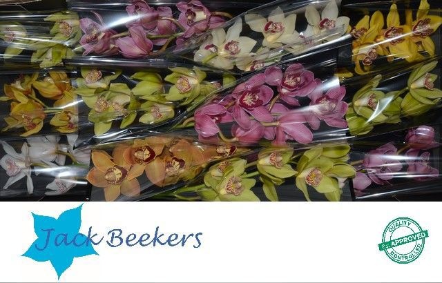 Цимбидиум Микс x12 50, шт.