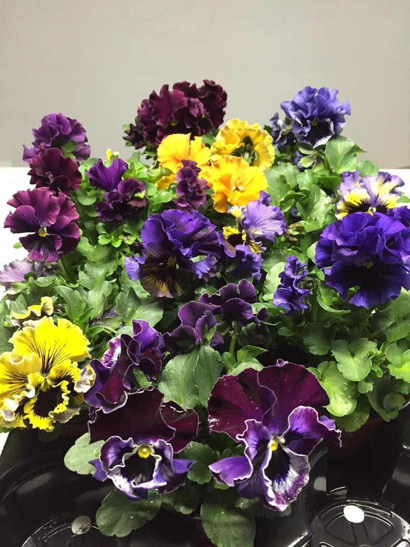 VIOLA WITTROCKIANA-HYBRID 'FRIZZLE SIZZLE', D 9