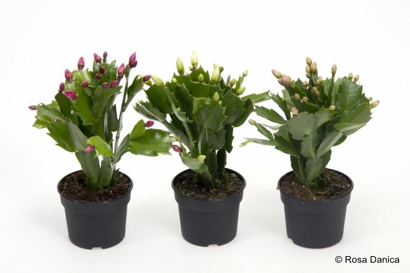 SCHLUMBERGERA-HYBRID 'Mix', D 9