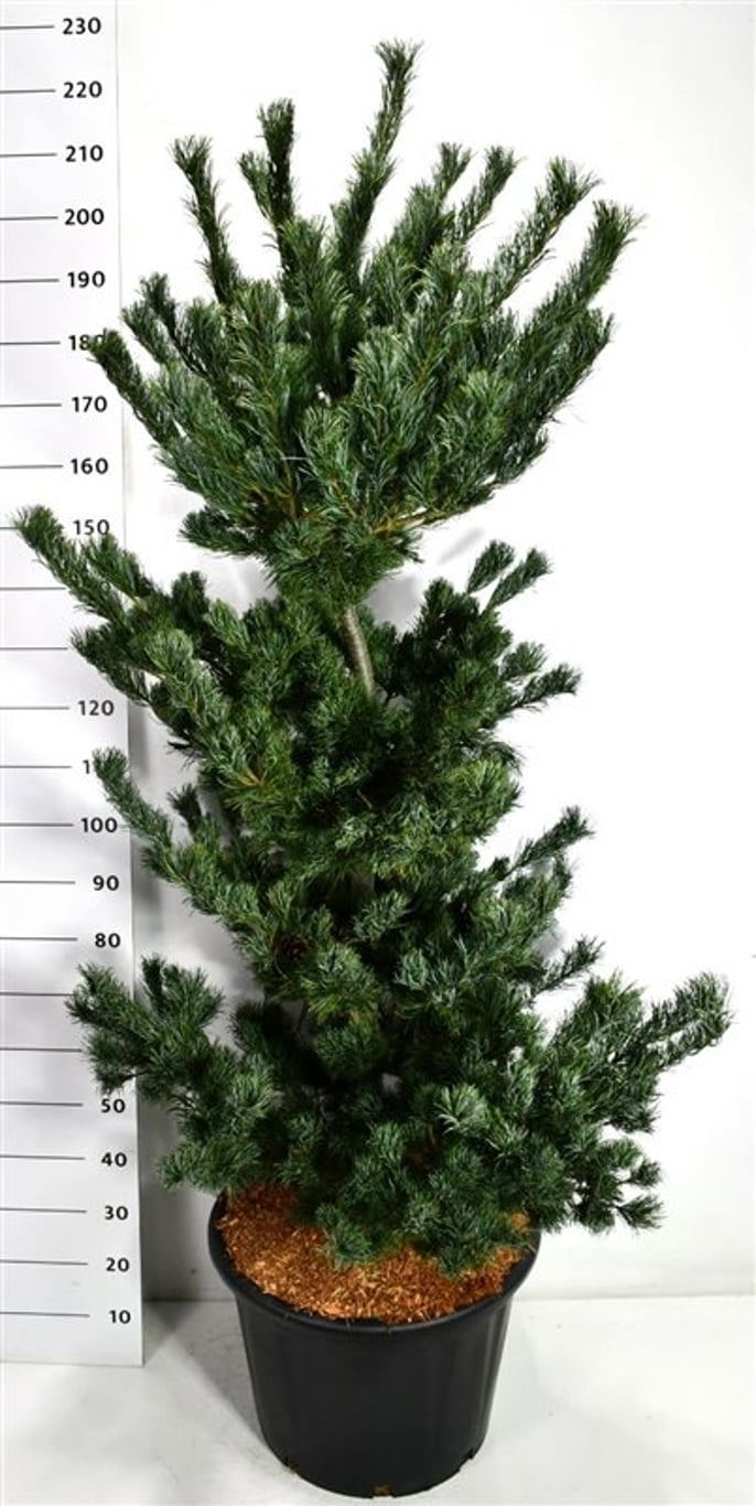 Pinus parv. 'Tempelhof', D 54