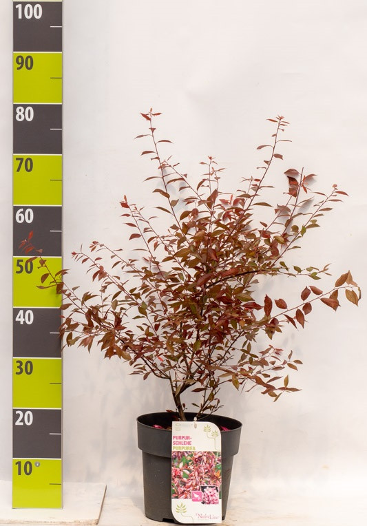 Prunus spinosa 'Purpurea' C 4,6, D 23 cm