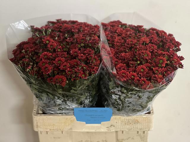 Сантини Малиса, шт. Сантини Малиса, шт.