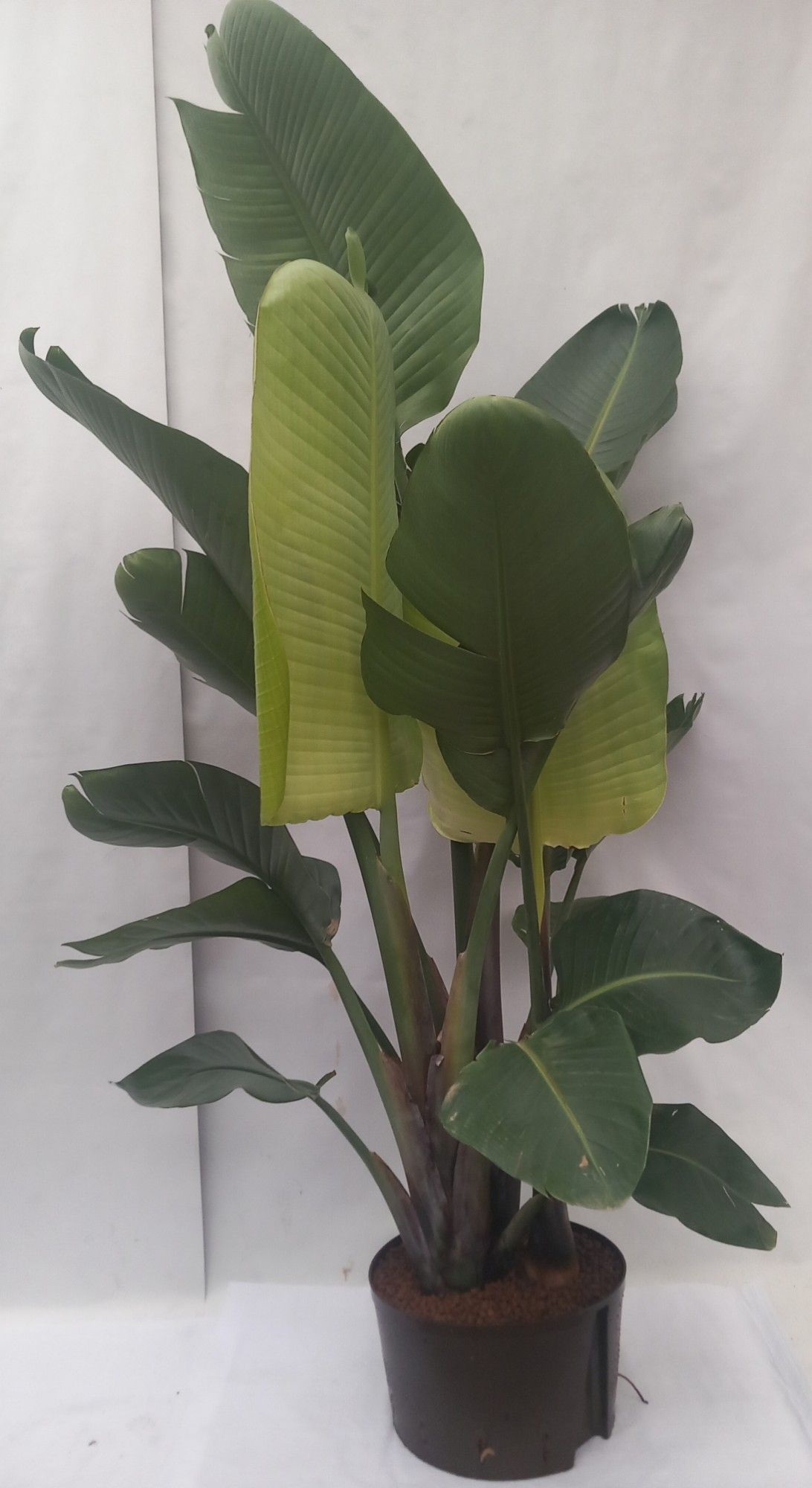 strelitzia nicolai hy, D 32