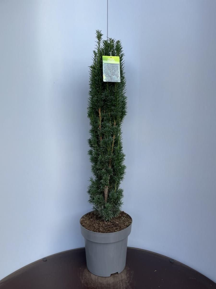 Taxus b. 'Fastigiata Robusta', D 30