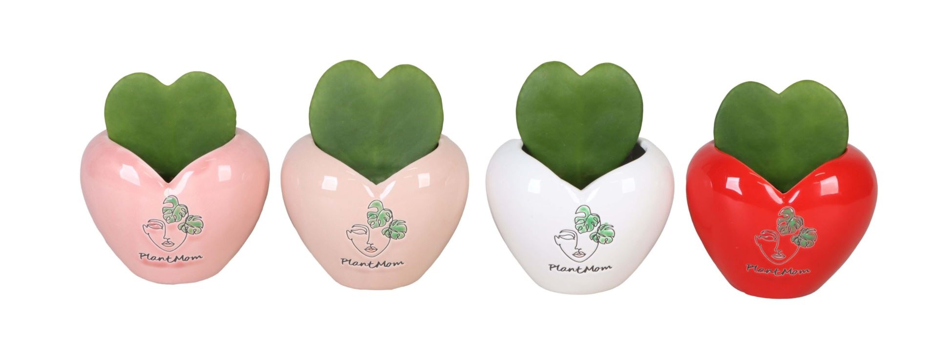 L 67101 with Hoya Kerrii 6 cm, D 6 cm