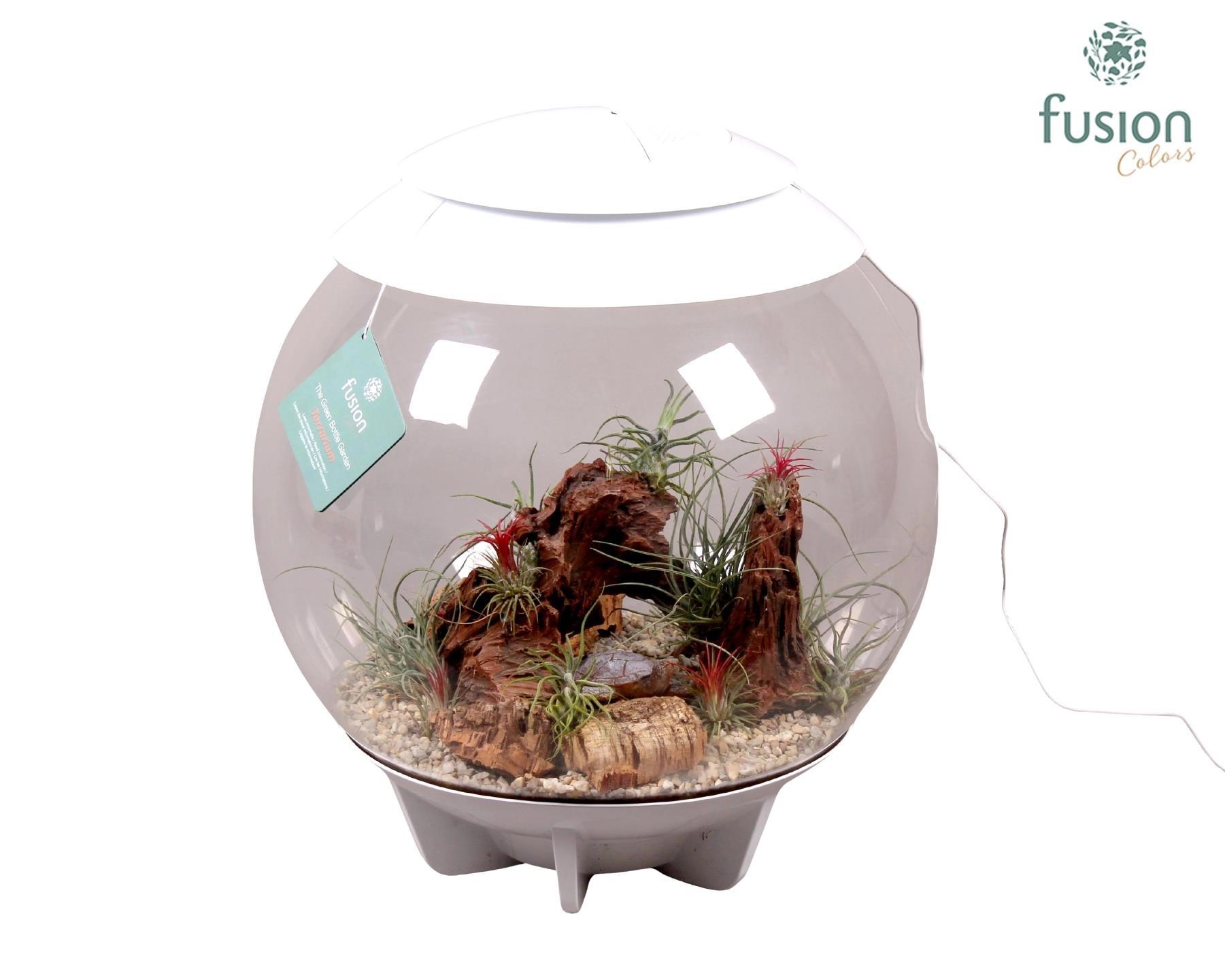 Terrarium XXL Exclusive wit met Tillandsia Airplants D45 24 uur levertijd, D 45