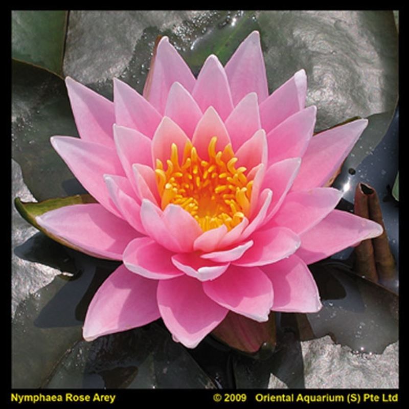 Nymphaea Rose Arey, D 11