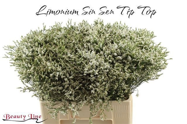 Лимониум Сенси Тип Топ 60, шт.