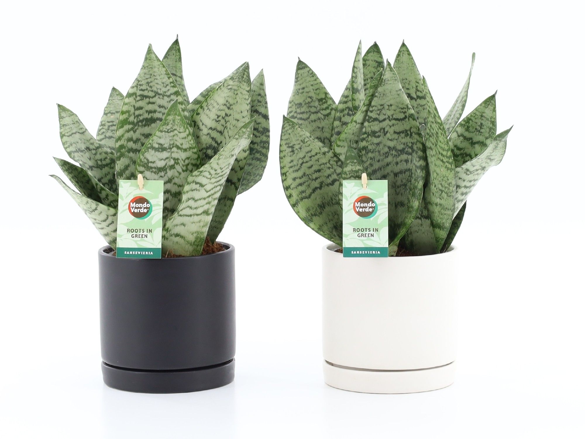 Sansevieria Black Coral in Hainan, D 13