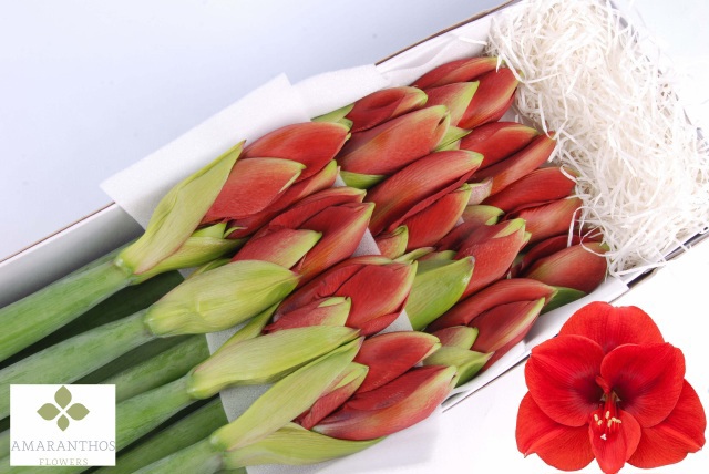 Амарилис Феррари (красн.) x12, шт.