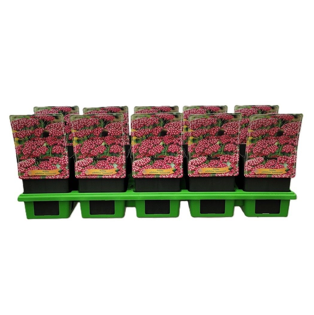 Achillea millefolium 'Summerwine' P11, D 11