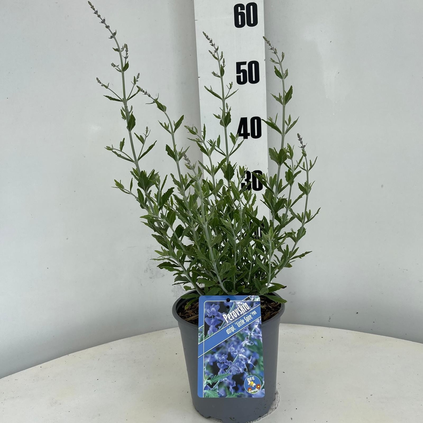Perovskia atriplicifolia 'Little Spire' PBR, D 17 cm