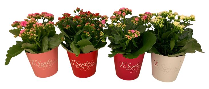 Calandiva 12 cm februari Mix smartcup, D 12