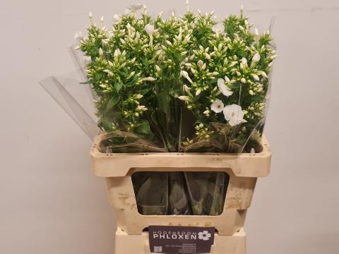 Флокс Даниель 60, шт. Флокс Даниель 60, шт.