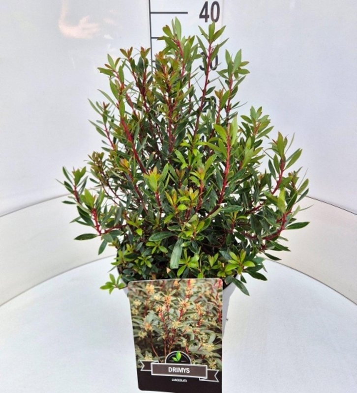 Drimys lanceolata, D 29